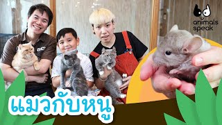 แมวกับหนู | Animals Speak [Mahidol Kids]