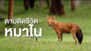 สารคดี สำรวจโลก ตอน ตามติดชีวิตหมาไน