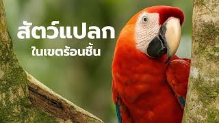สารคดี สำรวจโลก ตอน สัตว์แปลกในเขตร้อนชื้น