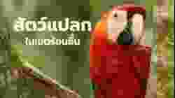 สารคดี สำรวจโลก ตอน สัตว์แปลกในเขตร้อนชื้น