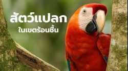 สารคดี สำรวจโลก ตอน สัตว์แปลกในเขตร้อนชื้น