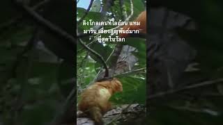 #สำรวจโลก #doxzilla #สารคดี #สารคดีสัตว์โลก #ลิงไลอ้อนโกลเดนท์