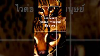 #แมว #สารคดี #สำรวจโลก #doxzilla #สารคดีสัตว์ #สารคดีสัตว์โลก #สารคดีสัตว์ป่า