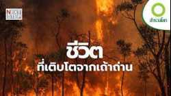 ไฟป่า ผู้ทำลายล้างหรือผู้ให้กำเนิดชีวิต | สารคดี สำรวจโลก