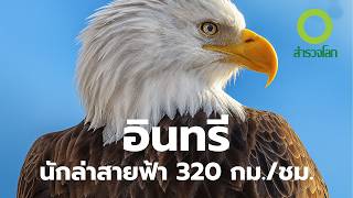 นกนักล่า…ใครเก่งที่สุดในท้องฟ้า ? | สารคดี สำรวจโลก