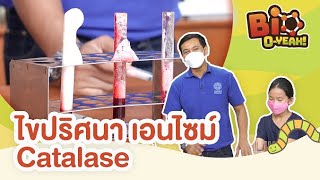 ไขปริศนา เอนไซม์ Catalase | Bio O-YEAH!