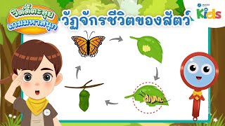 วัฏจักรชีวิตของสัตว์ | วิดดี้ตะลุยเกมมหาสนุก
