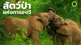 สารคดี สำรวจโลก ตอน สัตว์ป่าแห่งการองวี