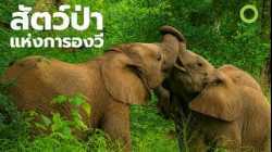 สารคดี สำรวจโลก ตอน สัตว์ป่าแห่งการองวี