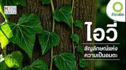 ทำไมไอวี่จึงกลายเป็นสัญลักษณ์แห่งความเป็นอมตะ? | สารคดี สำรวจโลก จากไม้เลื้อยสู่ยา