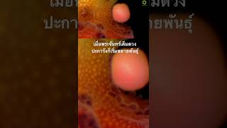 #สารคดี #สำรวจโลก #animals #สารคดีสัตว์ #สารคดีสัตว์โลก #ปะการัง