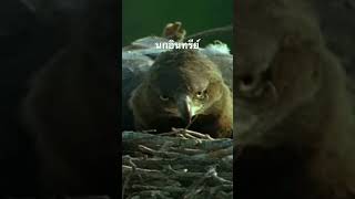 #doxzilla #สำรวจโลก #สารคดี #สารคดีสัตว์ #สารคดีสัตว์โลก