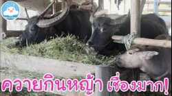 ควายสุพรรณ นาเฮียใช้ตัวอวบอ้วนน่ารัก กินหญ้าโชว์ เชื่องสุดๆ