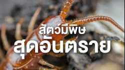 สารคดี สำรวจโลก ตอน สัตว์มีพิษสุดอันตราย