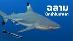 สารคดี สำรวจโลก ตอน ฉลามนักล่าในปาเลา (เต็มเรื่อง)