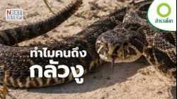 แกะรอยงูพิษและงูยักษ์ | สารคดี สำรวจโลก