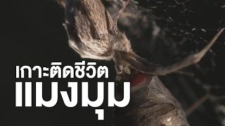 สารคดี สำรวจโลก ตอน เกาะติดชีวิตแมงมุม