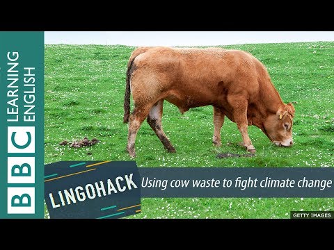 Using cow waste to fight climate change - Lingohack