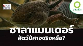 ทำไม ซาลาแมนเดอร์ ถึงถูกมองว่าเป็นปีศาจ? | สารคดี สำรวจโลก