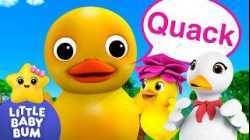 6 Little Ducks ?? Quack, Quack, Quack!  | Little Baby Bum