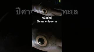 #สำรวจโลก #สารคดี #สารคดีสำรวจโลก #สารคดีสัตว์โลก #สารคดีหมึกยักษ์ #doxzilla