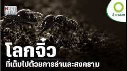 เจาะลึกอาณาจักรมดคันไฟ สงครามเดือดใต้ผืนดิน | สารคดี สำรวจโลก ตอน สงครามอาณาจักรมด