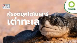 เต่าทะเล ผู้รอดจากยุคไดโนเสาร์ กำลังจะหายไป ? | สารคดี สำรวจโลก