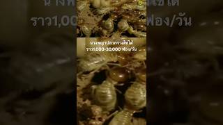 #สำรวจโลก #สารคดี #animals #doxzilla #สารคดีสัตว์ #สารคดีสัตว์โลก #สารคดีสั้น #สารคดีสัตว์ป่า #ปลวก