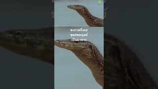#สำรวจโลก #doxzilla #สารคดี #ตะกวด