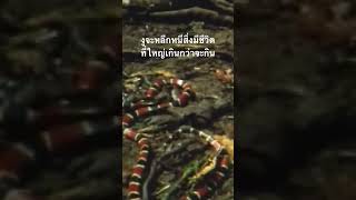 ดูสารคดีเต็ม กด Created from @nextstepwave #สำรวจโลก #doxzilla #สารคดี #งู