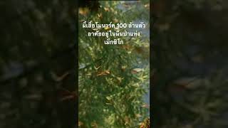 #สำรวจโลก #doxzilla #สารคดี #สารคดีสัตว์โลก
