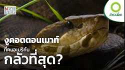 อสรพิษแห่งหนองน้ำ ที่ไม่มีใครอยากเข้าใกล้ | สารคดี สำรวจโลก