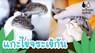 แกะไข่จระเข้กัน | Animals Speak [by Mahidol Kids]