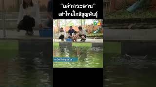 "เต่ากระอาน" เต่าไทยใกล้สูญพันธุ์ #Shorts