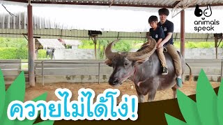 ควายไม่ได้โง่! | Animals Speak