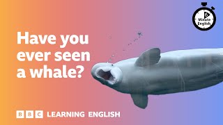 Have you ever seen a whale? ⏲️ 6 Minute English