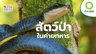 ภารกิจค้นหาสัตว์ป่าในค่ายทหาร | สารคดี สำรวจโลก