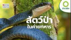 ภารกิจค้นหาสัตว์ป่าในค่ายทหาร | สารคดี สำรวจโลก