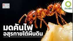 เมื่อมดคันไฟกลายเป็นภัยร้าย… มนุษย์จะหยุดมันได้หรือไม่? | สารคดี สำรวจโลก ตอน มดคันไฟ ผู้รุกราน