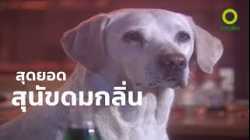 สารคดี สำรวจโลก ตอน สุดยอดสุนัขดมกลิ่น