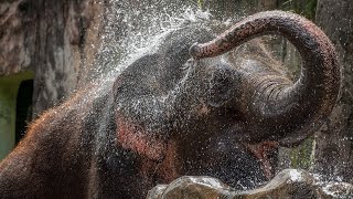 สารดคี สำรวจโลก ตอน ช้างเผือกแห่งเอเชีย