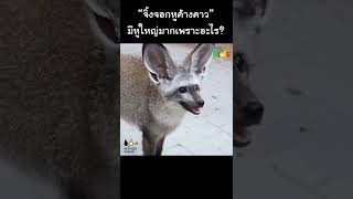 “จิ้งจอกหูค้างคาว” มีหูใหญ่มากเพราะอะไร #Shorts