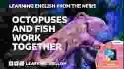 Octopuses and fish work together: BBC Learning English from the News