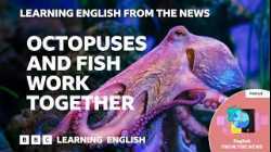 Octopuses and fish work together: BBC Learning English from the News