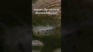 ดูสารคดีเต็ม กด created from @nextstepwave #สำรวจโลก #doxzilla #สารคดี