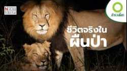 เมื่อดาราทั้งหมดคือสัตว์ป่า และทุกฉากคือเหตุการณ์จริง | สารคดี สำรวจโลก