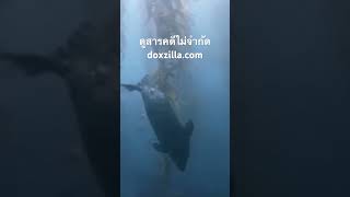 #สำรวจโลก #doxzilla #สารคดี #สารคดีสัตว์