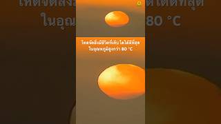 ดูเรื่องเต็มได้ที่แผ่นเสียง #สารคดี #สำรวจโลก #สารคดีสัตว์ #สารคดีสัตว์โลก #doxzilla