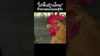 "ไก่พื้นบ้านไทย" ที่หลายคนไม่เคยรู้จัก #Shorts