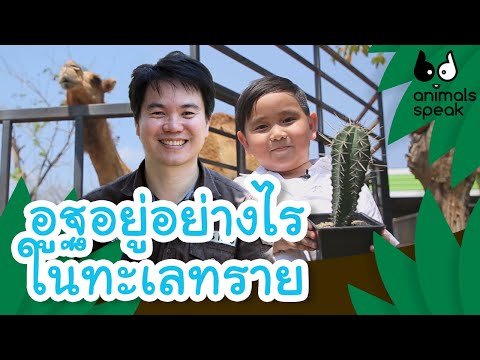 อูฐอยู่อย่างไรในทะเลทราย | Animals Speak [by Mahidol Kids]